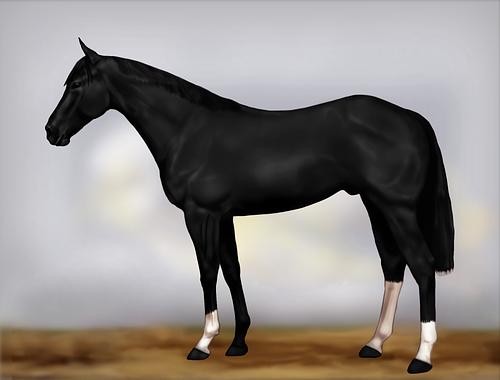 Horse Image