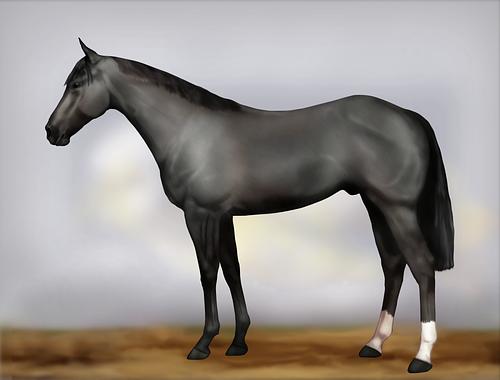 Horse Image
