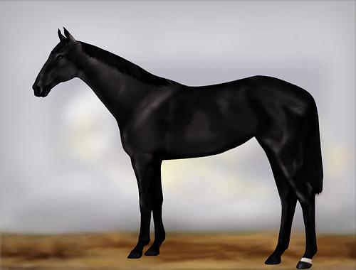 Horse Image