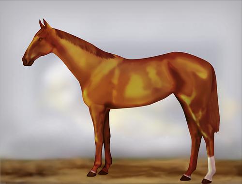 Horse Image