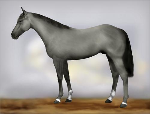 Horse Image