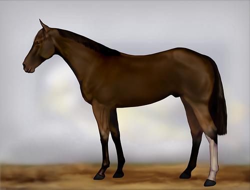 Horse Image