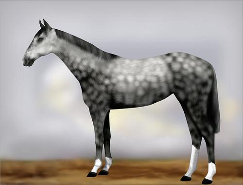 Horse Image
