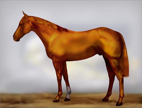 Horse Image