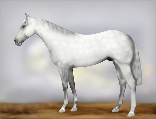 Horse Image