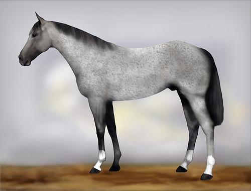 Horse Image