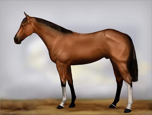 Horse Image