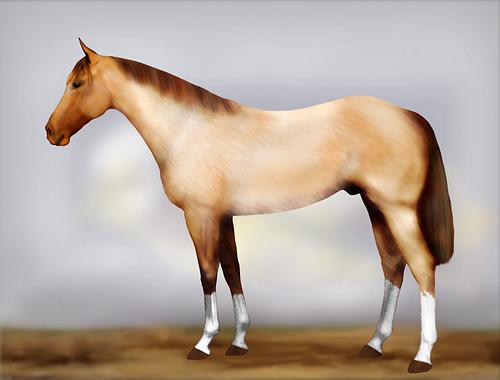 Horse Image