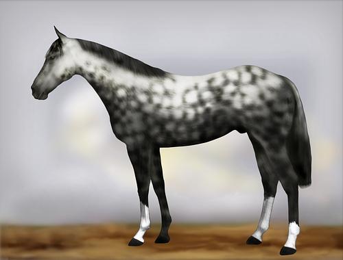 Horse Image