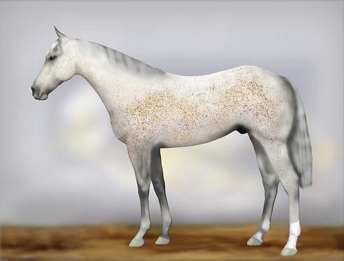 Horse Image