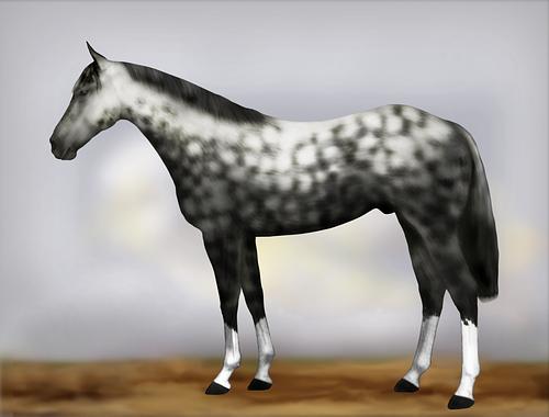 Horse Image