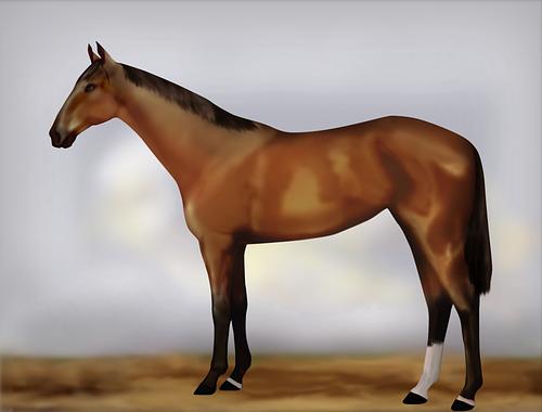 Horse Image