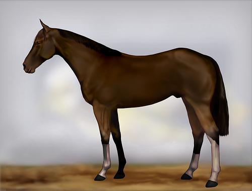 Horse Image