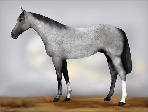 Horse Image
