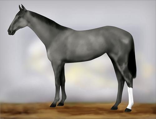 Horse Image