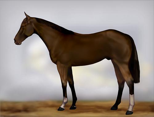 Horse Image