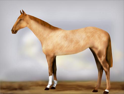 Horse Image