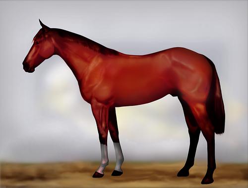 Horse Image