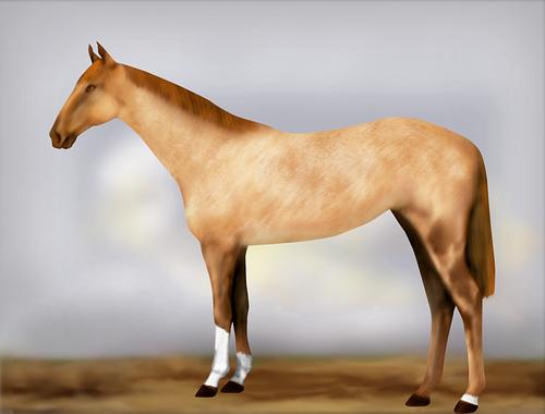 Horse Image