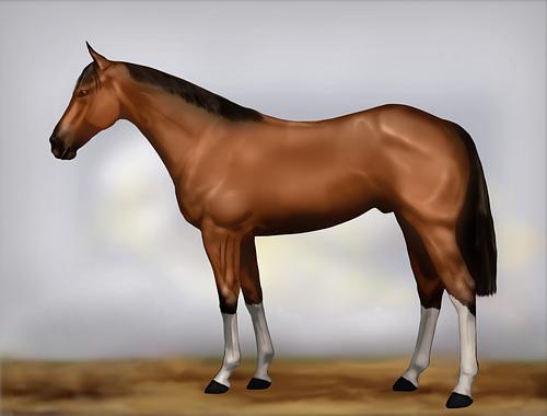 Horse Image