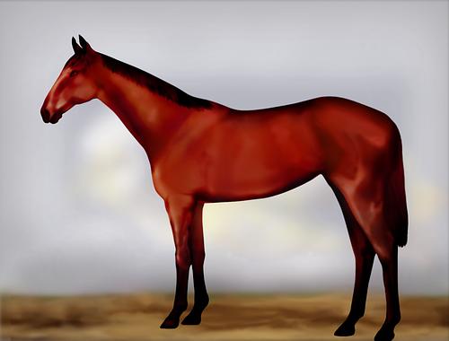 Horse Image