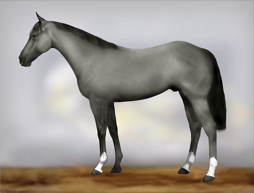 Horse Image