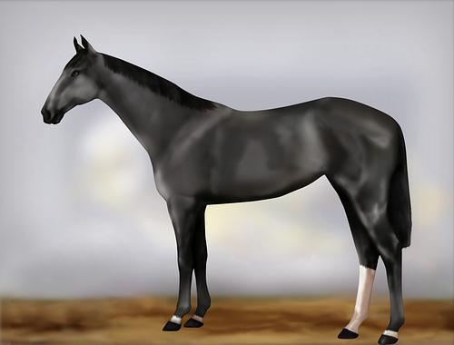 Horse Image