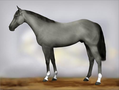 Horse Image