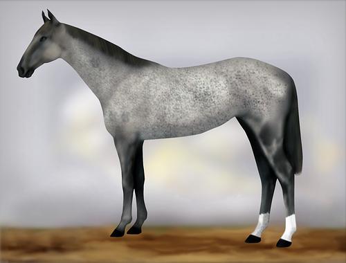 Horse Image