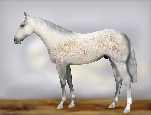 Horse Image