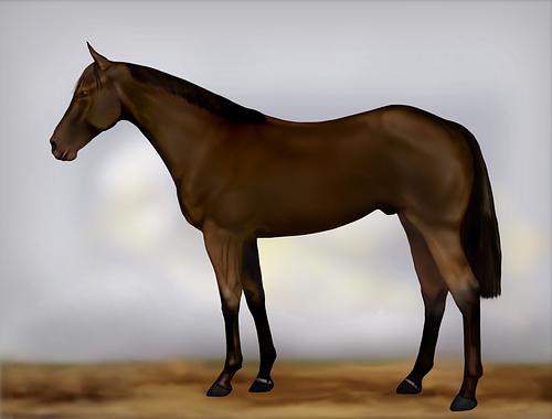 Horse Image