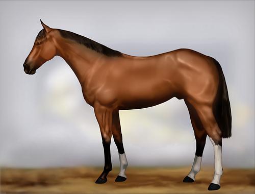 Horse Image