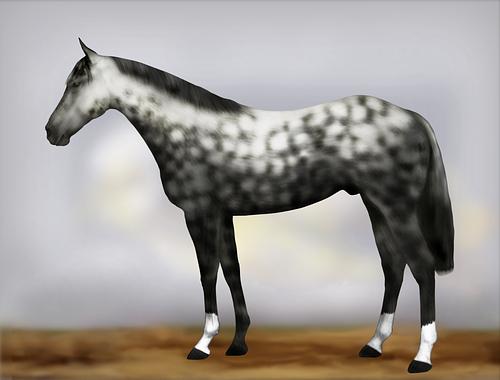 Horse Image