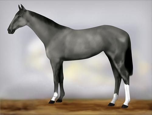 Horse Image