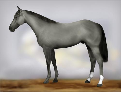 Horse Image