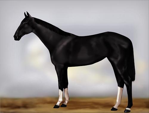 Horse Image