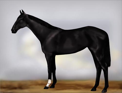 Horse Image