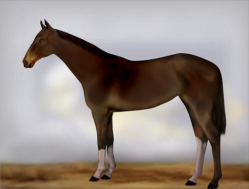 Horse Image