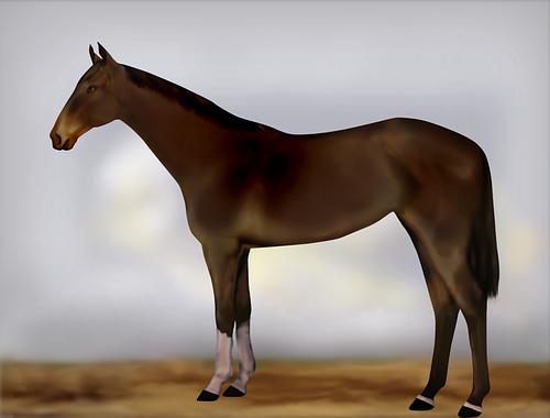 Horse Image