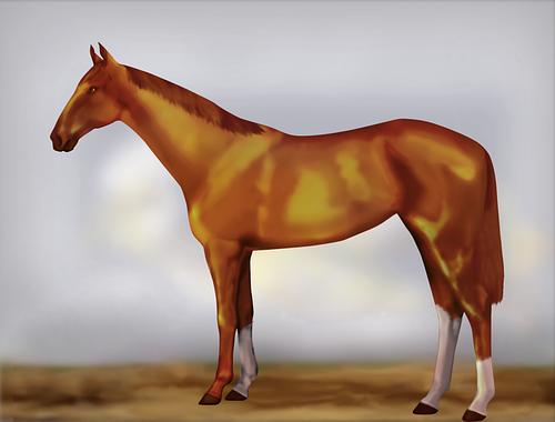 Horse Image