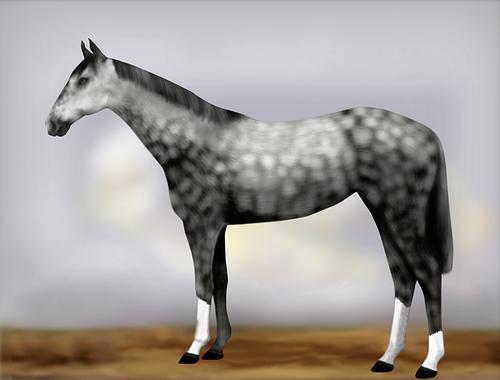 Horse Image