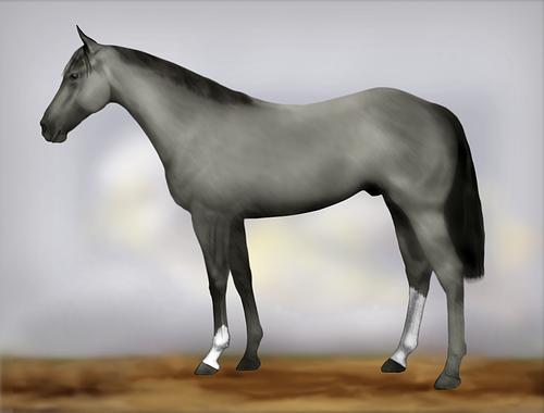 Horse Image