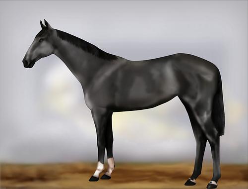 Horse Image