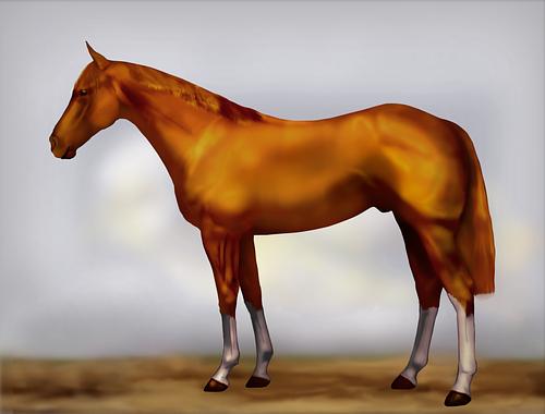 Horse Image