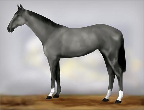 Horse Image