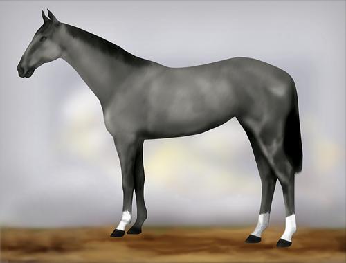 Horse Image
