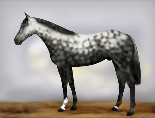 Horse Image