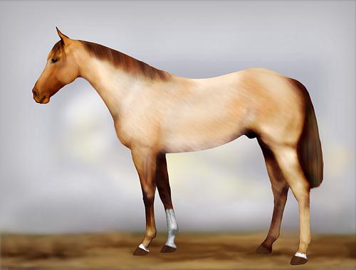 Horse Image