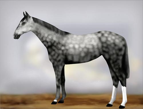 Horse Image