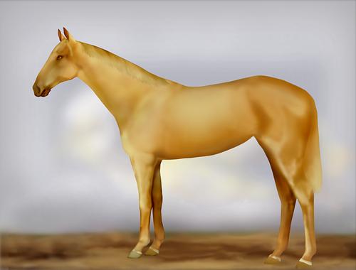 Horse Image